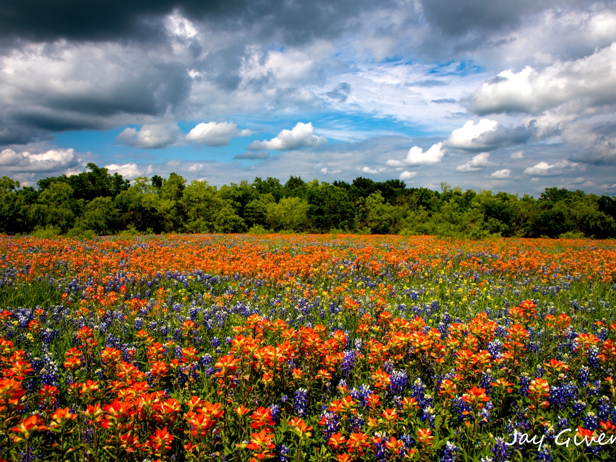 Wildflowers in the Field (Earth Day 2023)